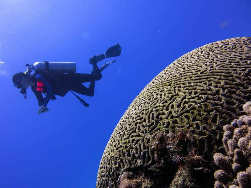 Cozumel: One Tank Scuba Dive and Full Chankanaab Park Access - Tips to make your underwater time feel easier