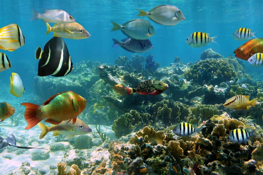 Cozumel: Palancar, Columbia and Cielo Reefs Snorkeling Tour - Playa El Cielo: the sandbar and beach stop that changes the vibe