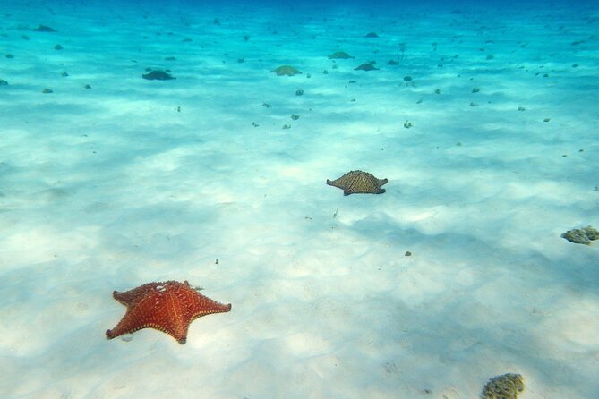 Cozumel Private 4-hour Boat Tour to El Cielo with Snorkeling - Getting Started: Meeting Point, Timing, and What Is Included