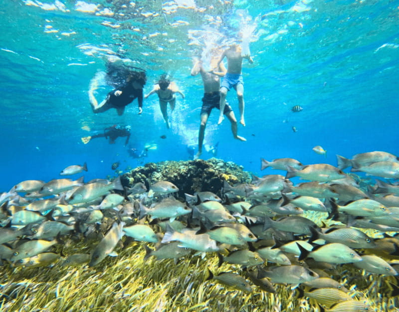 Cozumel: Private Snorkel Tour El Cielo + 3 Reefs Food Drinks - Colombia Reef Stop: Multicolored Fish and Calm Snorkel Time