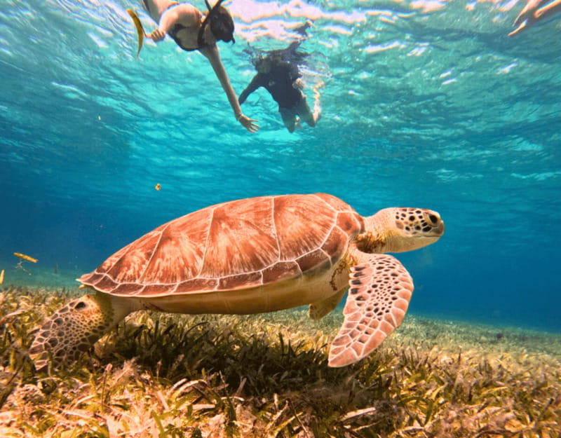 Cozumel: Private Snorkel Tour El Cielo + 3 Reefs Food Drinks - El Cielo Starfish Area: Photo Moments, Starfish Density, and Possible Turtles
