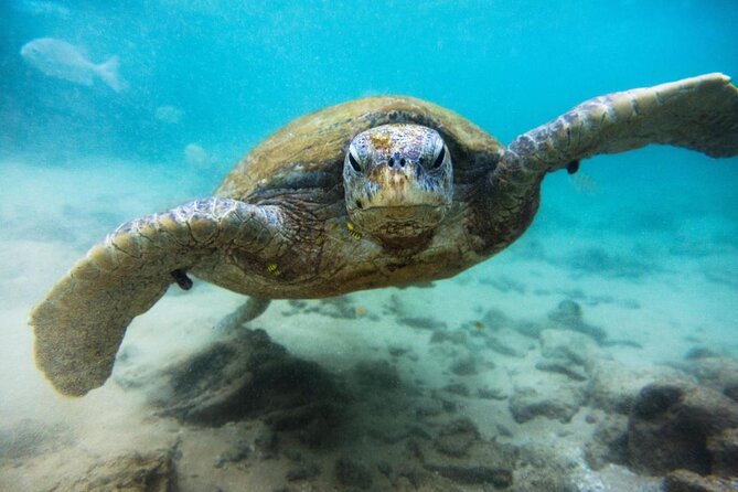 Cozumel Private Snorkeling and Charter Experience - Key Highlights You’ll Care About