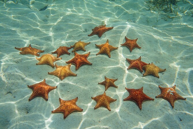 Cozumel Reef Snorkeling Tour - Chankanaab Reef and the beach club edge (with a welcome change of pace)