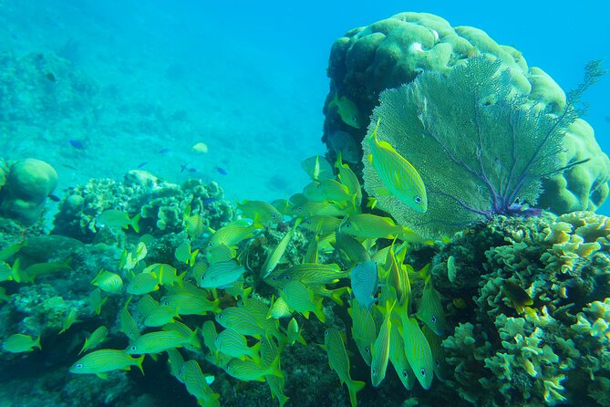 Cozumel Reef Snorkeling Tour - What $139 covers, plus the ferry fee, for a real value check