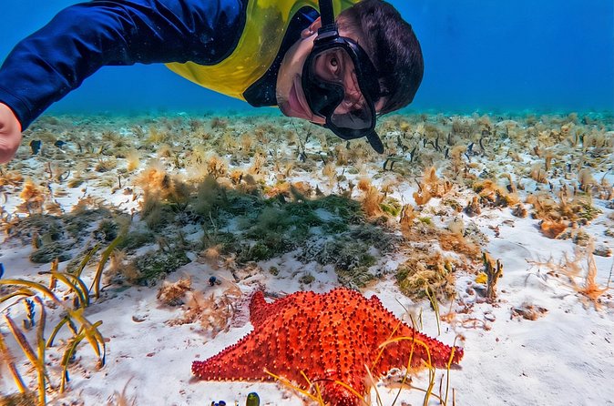 Cozumel's Reefs in El Cielo, Palancar and Columbia Guided Tour - Palancar Reef: Sea Turtles and Colorful Fish in Clear Water