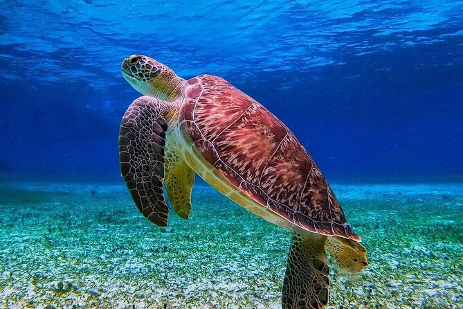 Cozumel's Reefs in El Cielo, Palancar and Columbia Guided Tour - Price and the Real Cost After Port Tax