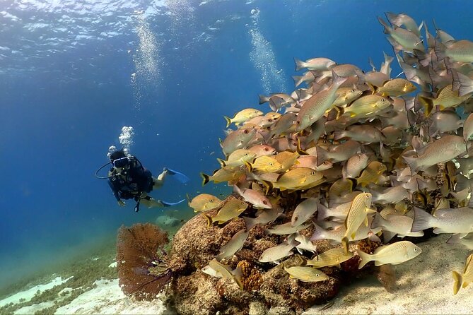 Cozumel Scuba Dive at Chankanaab - Your Underwater Route: Reef Barrier, Caves, Sculptures, and National Park Waters