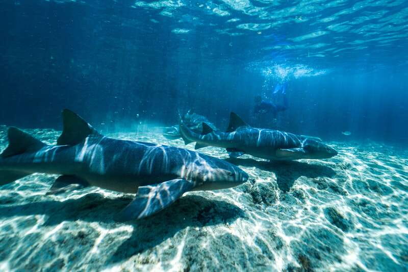 Cozumel: Snorkel and Swim with Stingrays - A 2-Hour Stingray and Snorkel Plan That Fits a Port Day