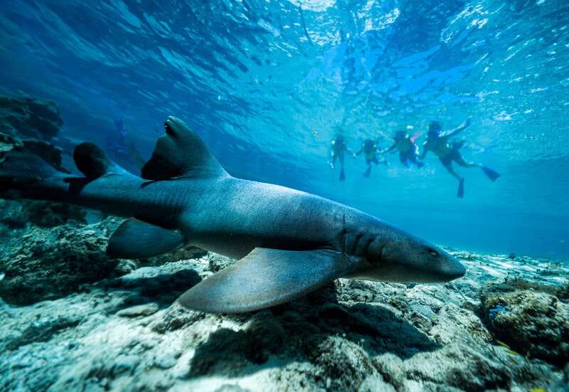 Cozumel: Snorkel and Swim with Stingrays - Waist-Deep Stingray Time: Feeding, Touch, and Calm Interaction
