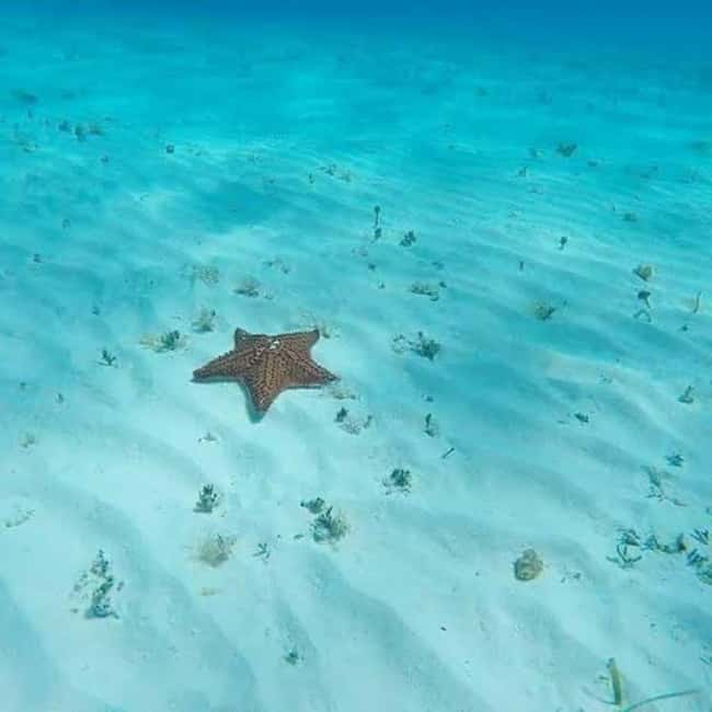 Cozumel: snorkeling on reefs + visit to "El Cielo" - Food and drinks onboard: ceviche, tostadas, fruit, and cooling breaks