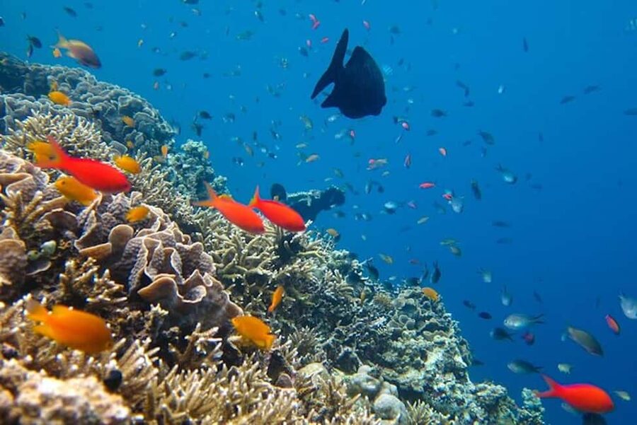 Cozumel: snorkeling on reefs + visit to "El Cielo" - Value check: $850 MXN total, with reef fees included