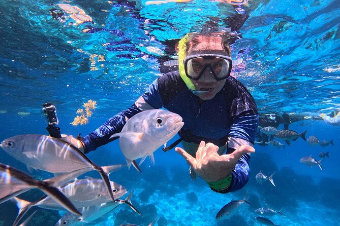 Cozumel Snorkeling Reef Experience with Ceviche and Beers - Key highlights worth knowing