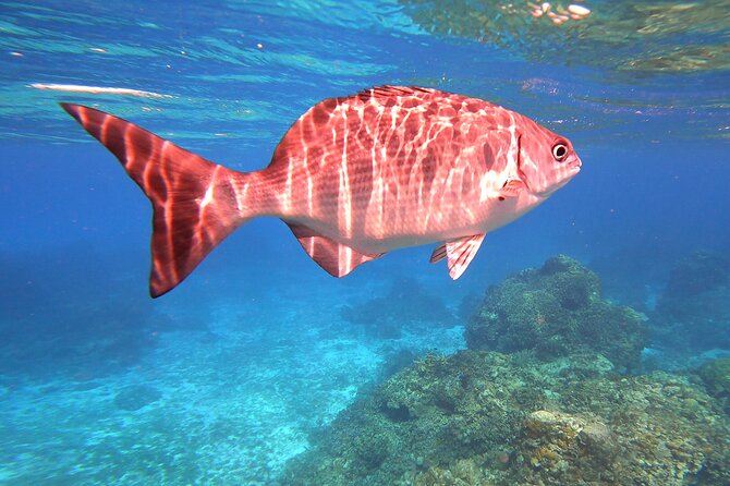 Cozumel Snorkeling Reef Experience with Ceviche and Beers - Stop 1: Columbia Reef, the “real reef” warm-up