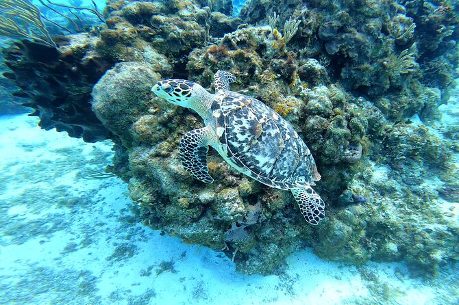 Cozumel Snorkeling Reef Experience with Ceviche and Beers - What’s included versus what you’ll pay separately