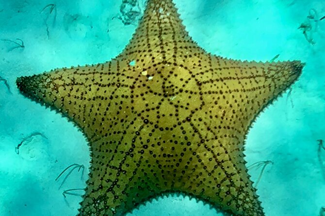 Cozumel Snorkeling Reef Experience with Ceviche and Beers - Why the private speed boat portion is the heart of the day