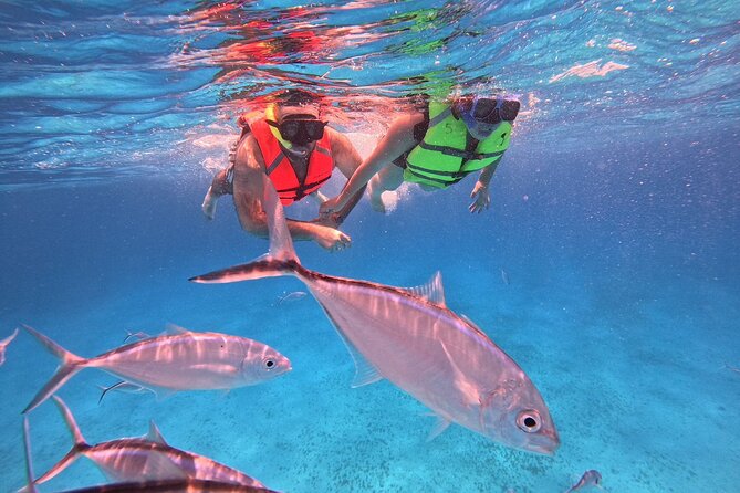 Cozumel: Snorkeling to El Cielo & Cielito with drinks & Snack - El Cielo Sandbar: Shallow Water and Starfish Everywhere