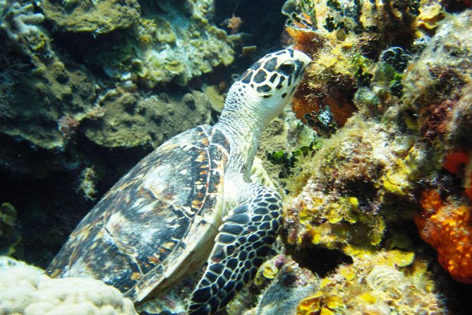 Cozumel Snorkeling Tour at Palancar & Colombia Reefs and El Cielo - Drinks and snacks onboard: more than a nice extra