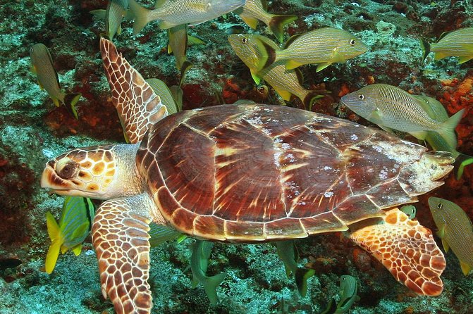 Cozumel Snorkeling Tour at Palancar & Colombia Reefs and El Cielo - Price and fees: what you are really paying in Cozumel