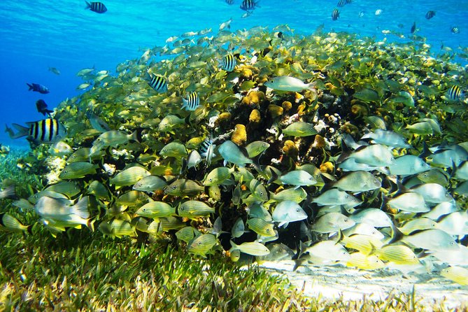 Cozumel Snorkeling Tour at Palancar & Colombia Reefs and El Cielo - Guides, crew, and the photo situation you should manage