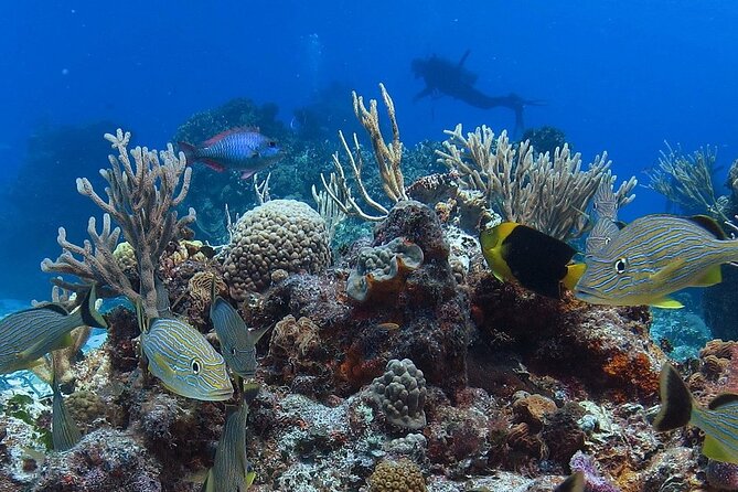 Cozumel Snorkeling Tour: Palancar, Columbia and El Cielo Reefs - Stop-by-stop snorkeling, from Palancar to Columbia to the starfish sand