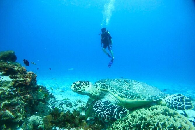 Cozumel Snorkeling Tour: Palancar, Columbia and El Cielo Reefs - Food, drinks, and how the tour keeps your energy steady