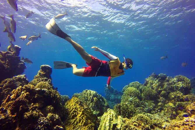 Cozumel Snorkeling Tour: Palancar, Columbia and El Cielo Reefs - Price and the marine fee: how to judge value without guessing