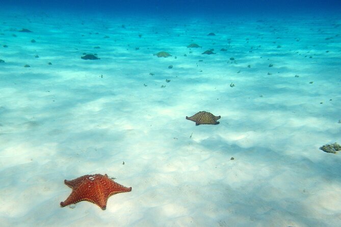 Cozumel Snorkeling Tour to Palancar Reef and El Cielo - Where Some Days Can Go Sideways: Comfort, Language, and Staying on Plan