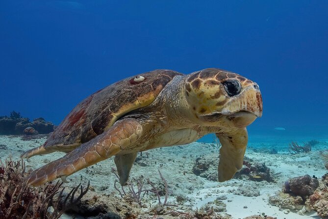 Cozumel underwater 2 Tank Dive by boat - Key Highlights You Can Feel Immediately