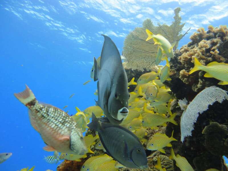 Cozumel: VIP Glass Bottom Boat & Snorkeling 3 Reefs Tour - Reef stop 2 at Shallow Paradise Reef (Paraiso Reef area)