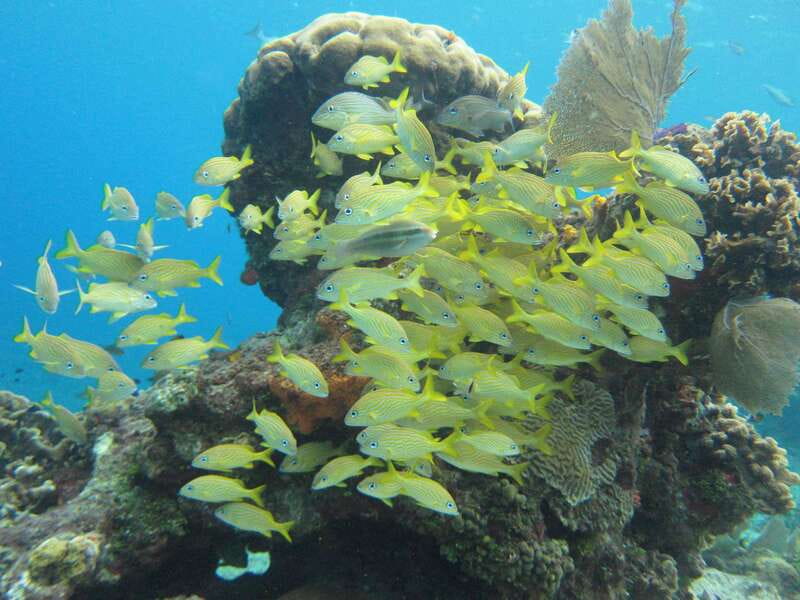 Cozumel: VIP Glass Bottom Boat & Snorkeling 3 Reefs Tour - Drinks, timing, and how the 2 hours actually feel