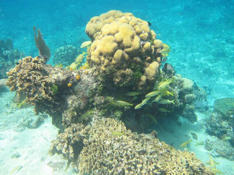 Cozumel: VIP Glass Bottom Boat & Snorkeling 3 Reefs Tour - Gear, support, and why this tour works for mixed groups