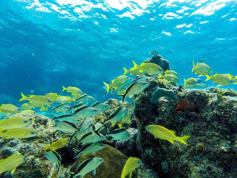 Cozumel: West Coast E-Bike and Snorkeling Tour - Price and value: $73 for four and a half hours, not just snorkeling