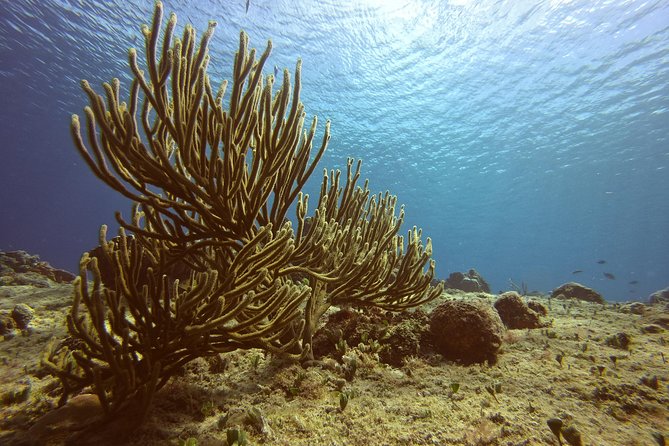 Discover Scuba Diving - Your First Scuba Skills, Guided Like a Real Lesson