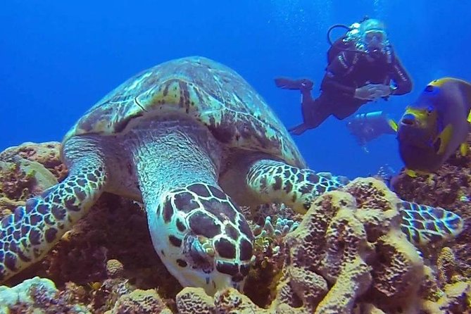 Discover Scuba Diving - Gear Setup and What’s Actually Included