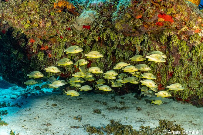 Discover Scuba Diving at Cozumel Marine Park - Reef life: what you are likely to see