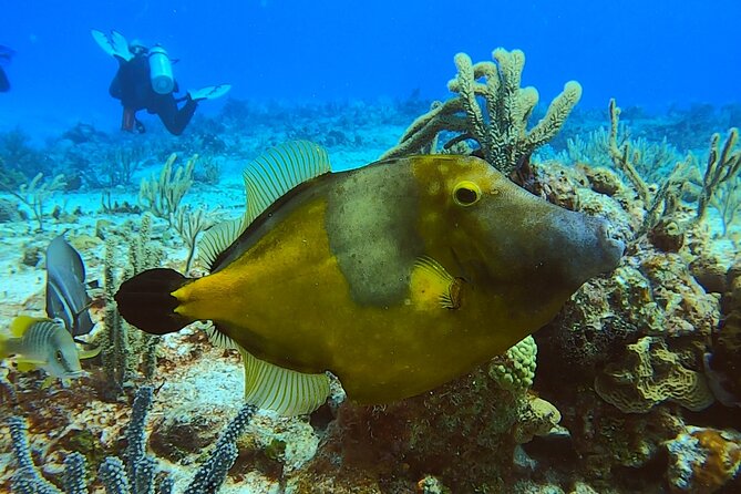 Discover Scuba Diving in Cozumel - Price and Value for a One-Session, No-Cert Try