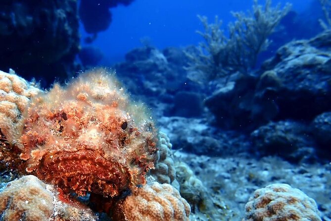 Discover Scuba Diving in Cozumel - Who Should Book This Try-Scuba Experience
