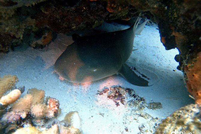 Discover Scuba Diving in Cozumel - Where the day starts and ends, and why it helps