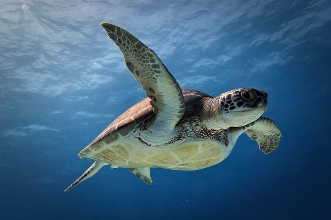 Discover Scuba Diving in Cozumel Paradise Reef - First reef session at Paradise Shallows: what you should watch for