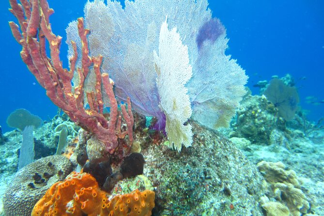 Dune Buggy Adventure in Cozumel with Snorkel and Mexican Lunch - The reef stop at Dzul-Ha Reef: 55 minutes, made for fish spotting