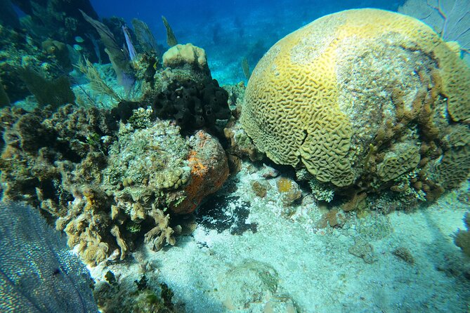 El Cielo and Snorkeling for Cruise Ship Passengers - What you’re really paying for here