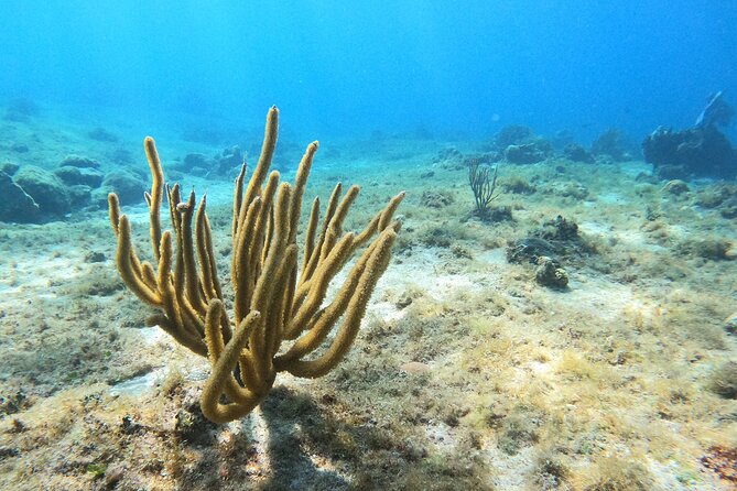 El Cielo and Snorkeling for Cruise Ship Passengers - El Cielito sandbank: the smart break between swims