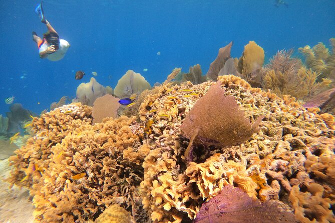 El Cielo and Snorkeling for Cruise Ship Passengers - Key highlights to look for