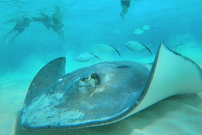 El Cielo Cozumel Snorkel Share Boat + Reefs + Food Drinks + Beach - A tight 3-hour Cozumel plan that still hits the big-name spots