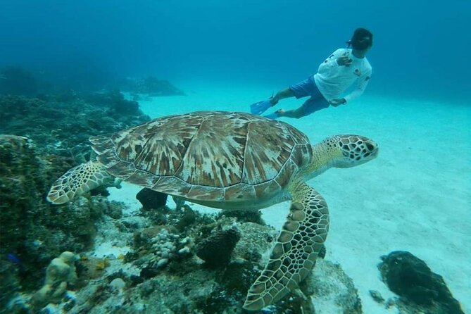 El Cielo Cozumel Snorkel tour by Catamaran - Food and Drinks: Ceviche, Chips, and What to Expect
