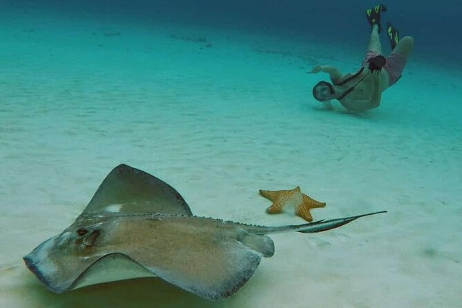 El Cielo Cozumel Snorkel tour by Catamaran - Palancar Reef: Where You Go for Fish and Starfish Energy