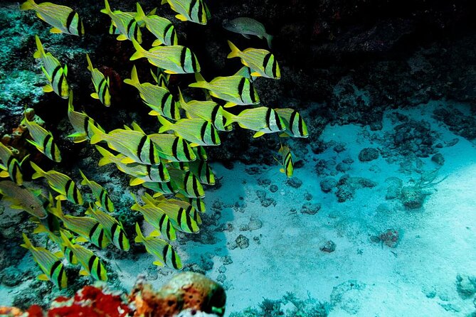 El Cielo Cozumel Snorkeling Tour - All-Inclusive - Key highlights at a glance