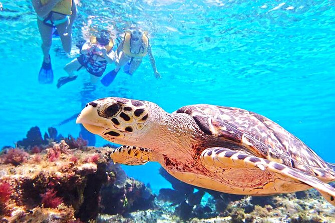 El Cielo Cozumel Snorkeling Tour - All-Inclusive - Price and value check: what you are really paying for