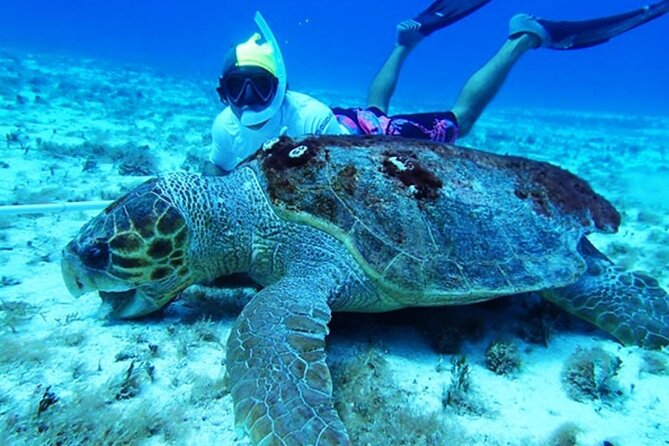 El Cielo Palancar and Columbia Snorkeling Tour - A short, reef-focused half-day with a small-group feel