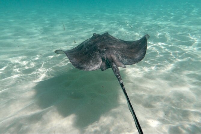 El Cielo Palancar and Columbia Snorkeling Tour - Price and what you actually get for $74.63